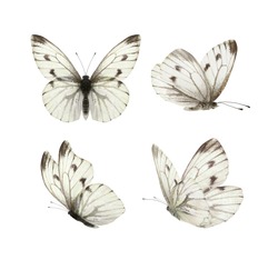Set - four beautiful white butterflies Pieris napi with black spots and streaks in different poses fluttering, isolated on a white background.