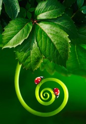 Beautiful juicy leaves and curl plants with two ladybugs macro glows in sun on dark green saturated background outdoors spring or summer. Best amazing image of purity and fragility of nature.