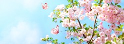 Branches blossoming cherry on background blue sky, fluttering butterflies in spring on nature outdoors. Pink sakura flowers, amazing colorful dreamy romantic artistic image spring nature, copy space