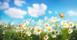 Flowers daisies in summer spring  meadow on background blue sky with white clouds, flying orange butterfly, wide format. Summer natural idyllic pastoral landscape, copy space.
