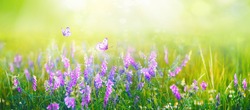 Beautiful gentle spring summer natural background. Butterflies are fluttering over  meadow of wild flowers and young juicy green grass in sunlight on nature, blurred background, soft focus