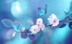 Beautiful blue butterfly in flight over branch of flowering apricot tree in spring at Sunrise on light blue and violet background macro. Amazing elegant artistic image nature in spring.