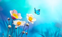 Beautiful pink flowers anemones fresh spring morning on nature and flying blue butterfly on soft blue background, macro. Amazing artistic elegant image of spring nature.