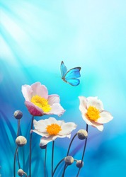 Beautiful pink flowers anemones fresh spring morning on nature and flying blue butterfly on soft blue background, macro. Amazing artistic elegant image of spring nature.