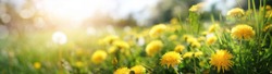 Many yellow dandelion flowers on meadow in nature in summer close-up macro in rays of sunlight at sunset sunrise. Bright summer landscape panorama, colorful artistic image, ultra wide banner format.