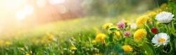 Beautiful summer natural background with yellow pink flowers daisies, clovers and dandelions in grass against of dawn morning. Ultra-wide panoramic landscape,  banner format.