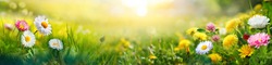 Beautiful summer natural background with yellow white flowers daisies, clovers and dandelions in grass against of dawn morning. Ultra-wide panoramic landscape,  banner format.
