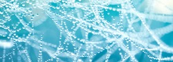 Beautiful natural background with necklace of water droplets on a cobweb in grass in spring of summer in blue tones. Texture Dew drops on a spider web in nature close-up macro with soft focus.