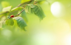 Birch branches with green young juicy foliage and ladybug in sunlight with soft focus outdoors in nature in spring. Gentle fresh spring background with beautiful blurred bokeh and sun glare.