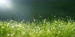 Green border of grass. Many dew drops glow and sparkle in sun in morning fresh wet grass in nature. Beautiful bokeh circles.