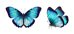 Set two beautiful blue turquoise tropical butterflies with wings spread and in flight isolated on white background, close-up macro.