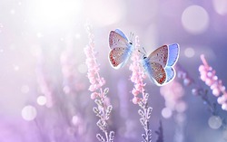 Two lilac butterfly on Lavender flowers in rays of summer sunlight in spring outdoors macro in wildlife, soft focus. Delightful  amazing atmospheric artistic image of beauty of nature environment.