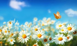 Spring summer landscape with field flowers of daisies and fluttering butterfly on background blue sky with clouds in nature. Colorful artistic image beauty of environment.