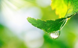 Spring natural background. Big drop of water with sun glare on leaf sparkles in sunlight in beautiful environment, macro. Beautiful artistic image of beauty and purity of nature.