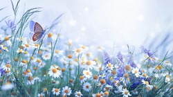 Beautiful wild flowers daisies and butterfly in morning cool haze in nature spring close-up macro. Delightful airy artistic image beauty summer nature.
