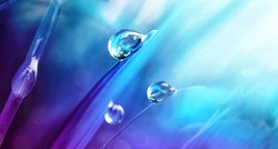 Beautiful large drops of morning dew in spring nature, selective focus. Drops transparent water on grass macro. Bright artistic image in blue and purple tones.