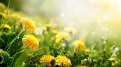 Beautiful flowers of yellow dandelions in nature in warm summer or spring on meadow  in sunlight, macro. Dreamy artistic image of beauty of nature. Soft focus.