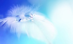 White light airy soft feather with transparent drops of water on light blue background. Delicate dreamy exquisite artistic image of purity and fragility of nature.