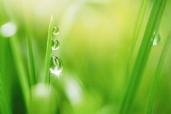 Transparent droplets of dew in grass on summer morning sparkle in sunlight in nature. Selective focus. Fresh grass with water drops.  Blurred background light green color, macro.