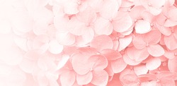 Delicate natural floral background in light pink pastel colors. Hydrangea flowers in nature close-up with soft focus.