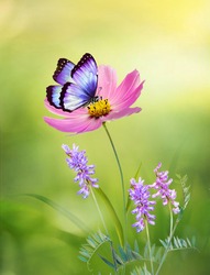 Beautiful pink flower Cosmos bipinnatus and butterfly on natural green-yellow background, close-up, outdoors. Elegant refined image of beauty of nature.