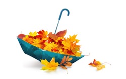 Creative symbolic image of autumn season - maple and rowan leaves in yellow, orange, red, burgundy colors are scattered into an overturned blue umbrella on white background.