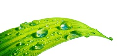 Beautiful transparent natural dew drops or rain on fresh grass leaf isolated on white background. Close-up macro detail.