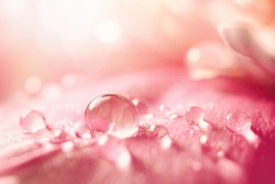 Beautiful transparent drops of water or dew with sun glare on petal of pink peony flower, macro. Gentle artistic image of purity and beauty of nature.
