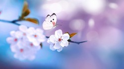 Beautiful white butterfly in flight and flowers with soft focus. Branch blossoming cherry in spring on blue and lilac background, macro. Amazing elegant artistic image beauty spring nature.