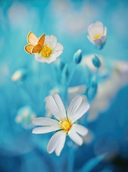 Surprisingly beautiful soft elegant white flowers with buds and yellow butterfly on blue background, macro. Exquisite graceful easy airy magic artistic image nature.