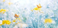 Butterflies on yellow wormwood flowers in nature close-up in light blue colors. Delicate airy elegant artistic image.