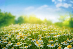 Beautiful blurred spring floral background nature with blooming glade of daisies and blue sky on sunny day.
