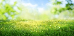Beautiful wide format image of a pristine forest lawn with fresh grass and yellow dandelions against a defocused background.