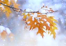 Beautiful branch with orange and yellow leaves in late fall or early winter under the snow. First snow, snow flakes fall, gentle blurred romantic light blue background, close-up