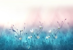Small white flowers on a toned on gentle soft blue and pink background outdoors close-up macro . Spring summer border  template floral background. Light air delicate artistic image, free space.