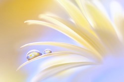 Reflection of the flower in the dew drop. A drop of water on the petal of a yellow flower close-up macro. Gentle romantic spring artistic image. Soft pastel background blur .