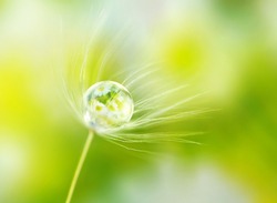 Rain drop dew water on a dandelion seed in the wind  with reflection of flowers daisies on a meadow outdoors spring macro summer with soft focus.  Amazing delicate fresh air artistic image 