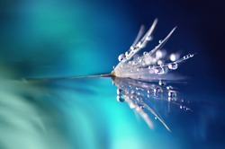 Dandelion flower in droplets of water dew on a blue colored background with a mirror reflection of a macro. beauty of nature bright abstract artistic image 