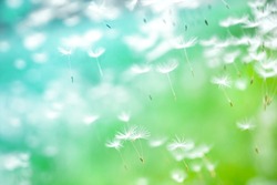 Dandelion seeds fly in the wind close up macro with soft focus on green and turquoise background. Summer spring airy light dreamy background 
