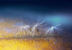 Dandelion seeds on a gold and blue background with Droplets of dew rain water close-up macro with beautiful lighting.