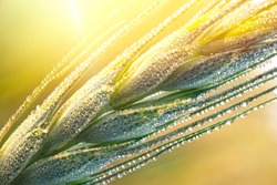 Drops of dew on a young wheat ear close-up macro in sunlight  . Wheat ear in droplets of dew in nature on a soft blurry gold background 