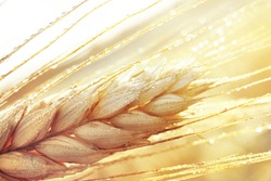 Dew drops on a gold ripe wheat ear close-up macro in sunlight  . Wheat ear in droplets of dew in nature on a soft blurry golden background.