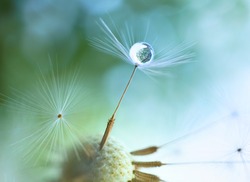 Drop of water on the seed of a dandelion flower on a light green and blue background close-up macro. A gentle airy artistic image of nature.