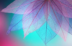Macro leaves background texture blue, turquoise, pink color. Transparent skeleton leaves. Bright expressive colorful beautiful artistic image of nature.