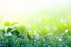 Beautiful nature background with morning fresh grass and ladybug. Grass and clover leaves in droplets of dew outdoors in summer in spring close-up macro. Template for design