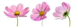 Set of three pink Cosmos bipinnatus flowers with different perspective isolated on white background. Ornamental garden plant Cosmos bipinnatus close-up macro.