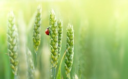 Juicy fresh ears of young green wheat and ladybug on nature in spring summer field close-up of macro with free space for text