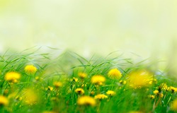 Yellow dandelions flowers in grass in spring wind close-up macro with soft focus on a meadow in nature. A beautiful soft light gentle dreamy green background, free space for text