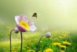 Beautiful pink anemone flower on  spring yellow meadow and flying bumblebee macro on soft blurry light green background. Concept hot summer in sunshine in nature, bright warm soulful artistic image