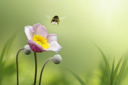 Beautiful pink japanese anemone flower on spring green field and flying bumblebee  in nature macro on soft blurry light background. Concept spring summer, elegant gentle artistic image, copy space